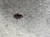 Family Pest Control photo 7