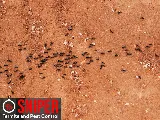 Sniper Termite and Pest Control Fort Worth photo 8