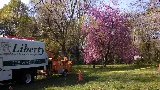 Liberty Tree and Landscape Management