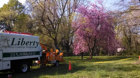 Liberty Tree and Landscape Management in Philadelphia