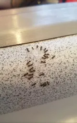 Easy Way Pest Control photo 7