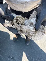 Viking Pest Management Inc. photo 5