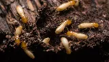 It's Bugs Or Us Pest Control photo 6