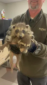 Alpha Wildlife Memphis photo 3