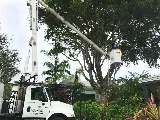 Affordable Tree Service, Inc. photo 2