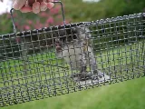 Attic Animal Pest Providence photo 8