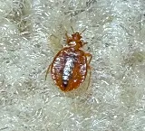 REAL Pest Control photo 5