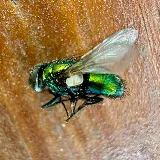 Major Pest Control Edmonton Inc photo 3