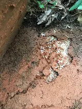 Anchor Pest Services photo 2