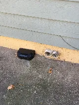 A&R Pest Patrol photo 3