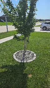 Top Tier Lawn and Landscaping photo 8
