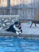 Art Pool and Spa's photo 5