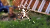 Apex Pest Control LLC