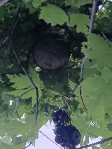 Orented Pest Control Vaughan photo 4