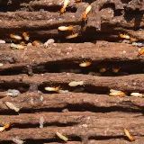 Can Guard Pest Solutions photo 2