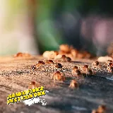 Armed Force Pest Control photo 6