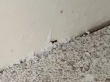 Platinum Pest and Lawn of Tulsa Pest Control Services