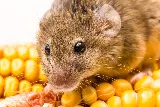 PESTONG Pest and Animal Control Inc photo 8