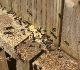 AJS Extermination - Exterminateur Rive Sud photo 8
