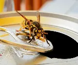 Home Paramount Pest Control photo 2