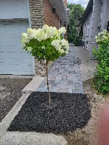 Green Masters Landscaping Inc photo 5