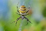 Midwest Pest Control photo 2