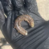 Dane's Pest Control photo 5