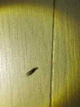 LA pest control Los Angeles photo 8