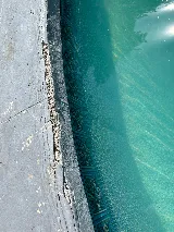 Silva Stamped Concrete photo 6