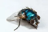 OKC Mosquito Militia Total Pest Control photo 5