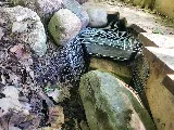 Pestro Pest Control photo 6