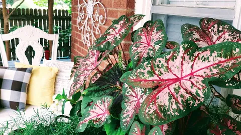 Sunshine's Garden Design, LLC photo 1