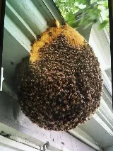 Bugs Bee Gone Pest Control