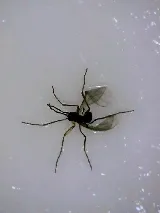 Phantom - Burnaby Pest Control photo 4