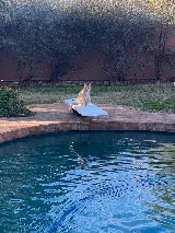 Shelton Pool Service and Repair photo 5