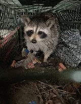 Jarrod's Pest Control photo 4