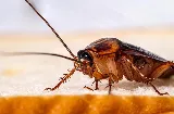 Quality Affordable Pest Control Toronto photo 8