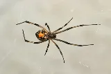 Dewey Pest & Termite Control photo 6
