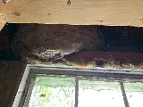 Fox Pest Control Orchard Park photo 7