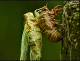 Top Cleveland Pest Control photo 3