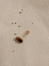 DJ's Pest Control