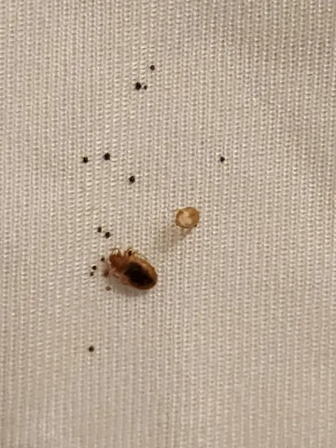 DJ's Pest Control photo 1