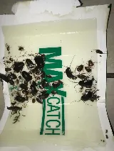 Provincial Pest Control Toronto photo 8