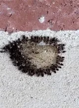 Central Arkansas Pest Services photo 3