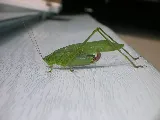 Ace Pest photo 2