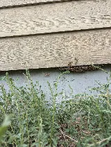 Bug-X Professional Pest Control and Lawn Care Solutions photo 7
