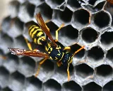 Terminix Central Oregon Pest Control photo 8