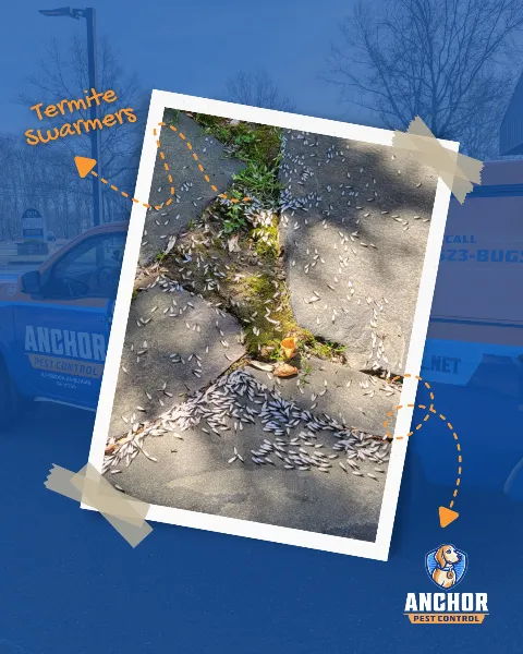 Anchor Pest Control in Old Bridge