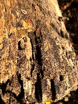 Best Pest Control Billings