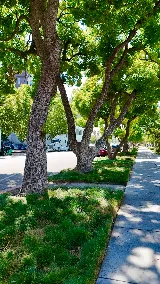 Malagon Legacy Landscaping